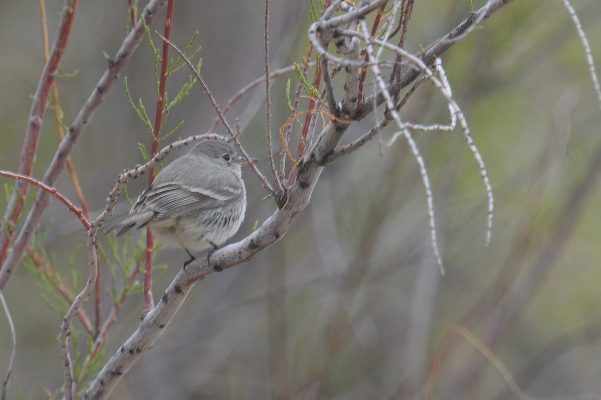 Gray Flycatcher - ML608367435