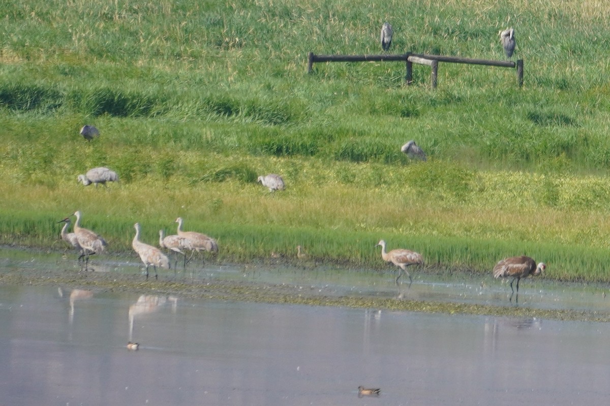 Sandhill Crane - Bruce Bosdet