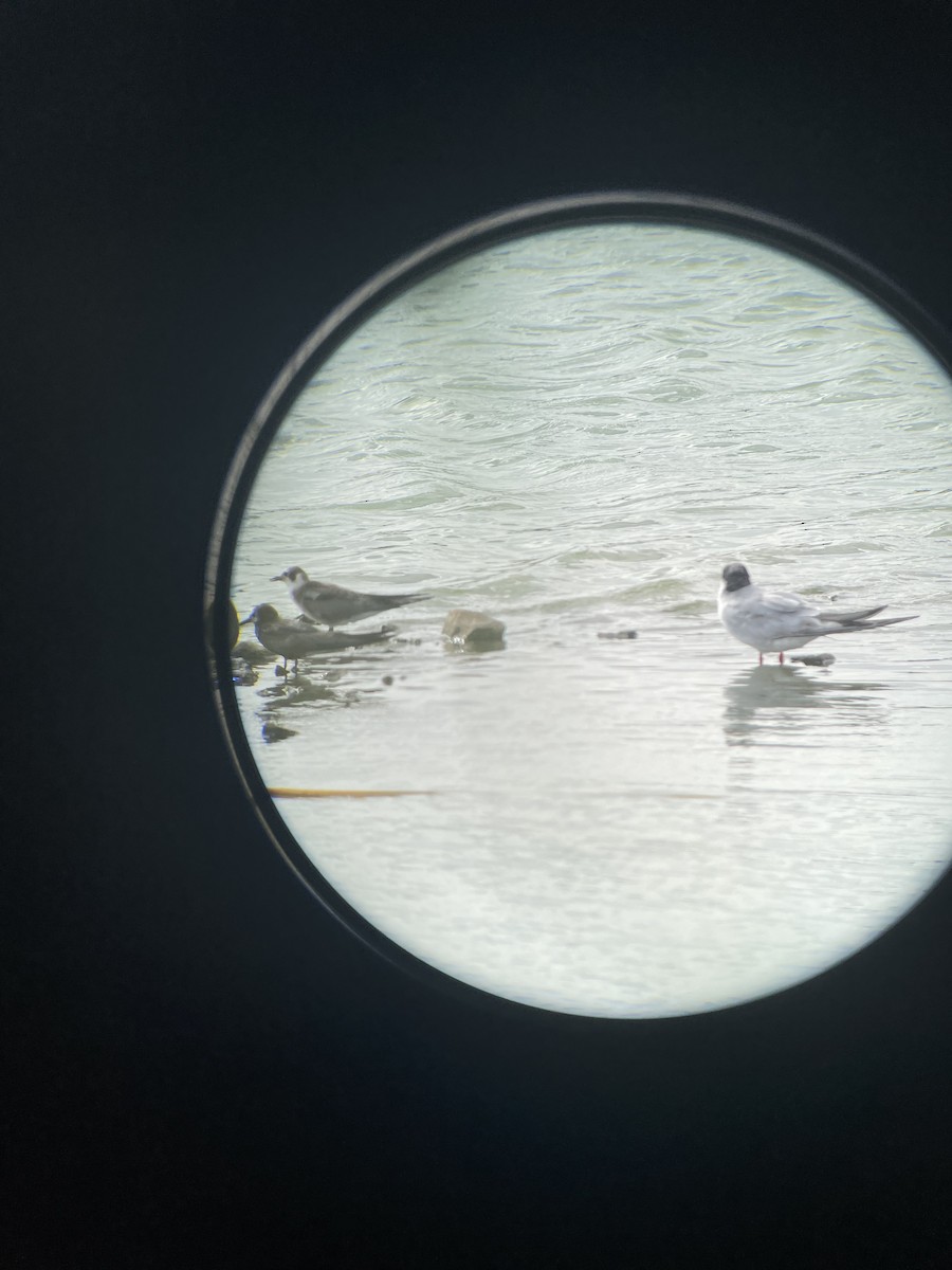 Forster's Tern - David Bradford