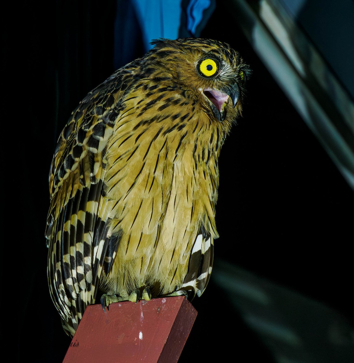 Buffy Fish-Owl - ML608367539