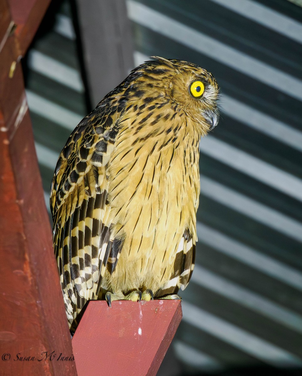 Buffy Fish-Owl - ML608367550