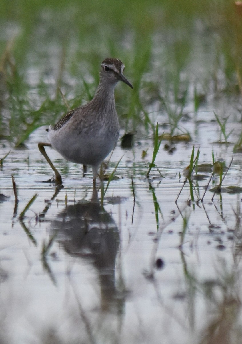 Wood Sandpiper - ML608367563