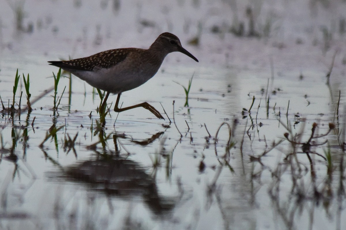 Wood Sandpiper - ML608367595