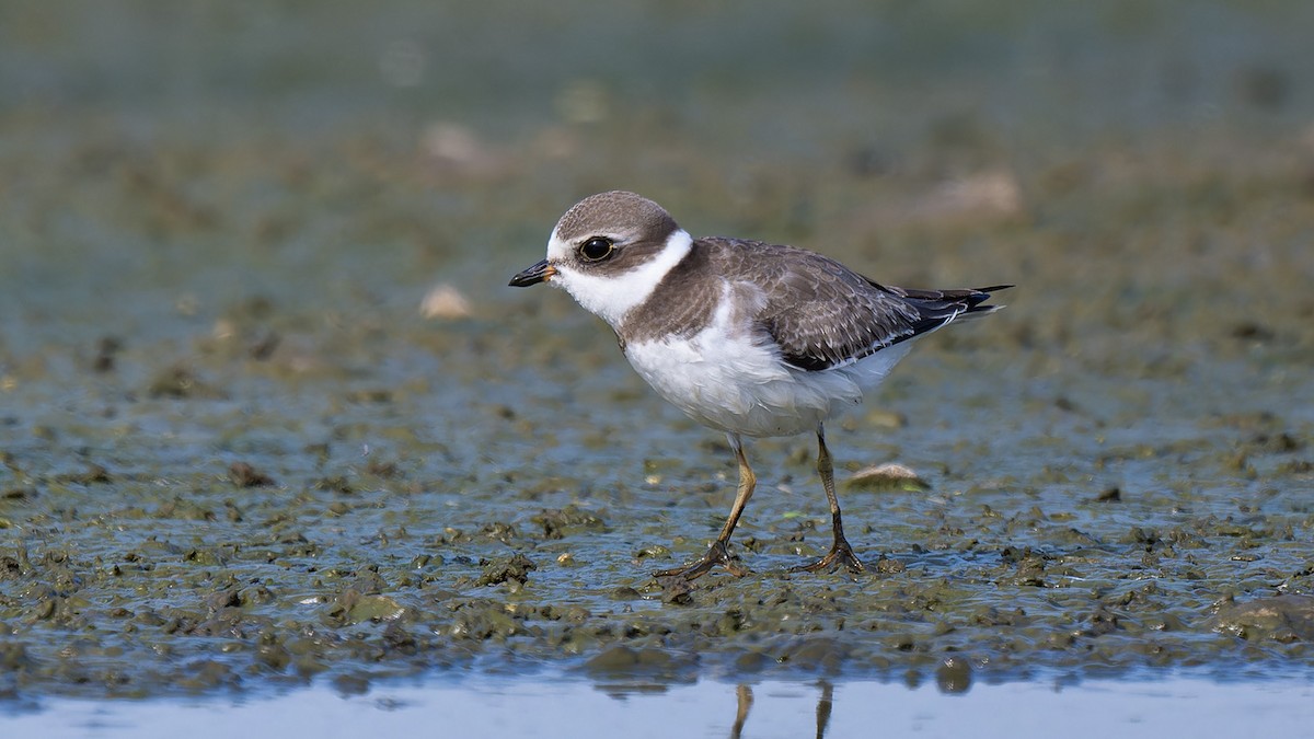 Semipalmated Plover - ML608367763