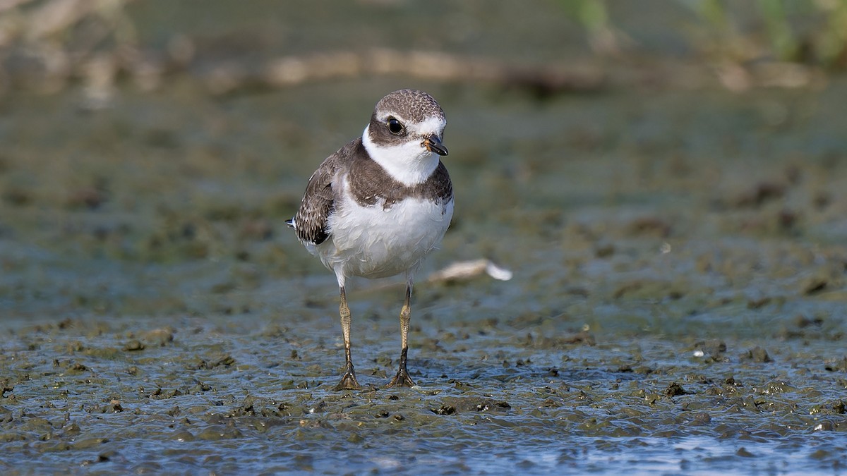 Semipalmated Plover - ML608367764