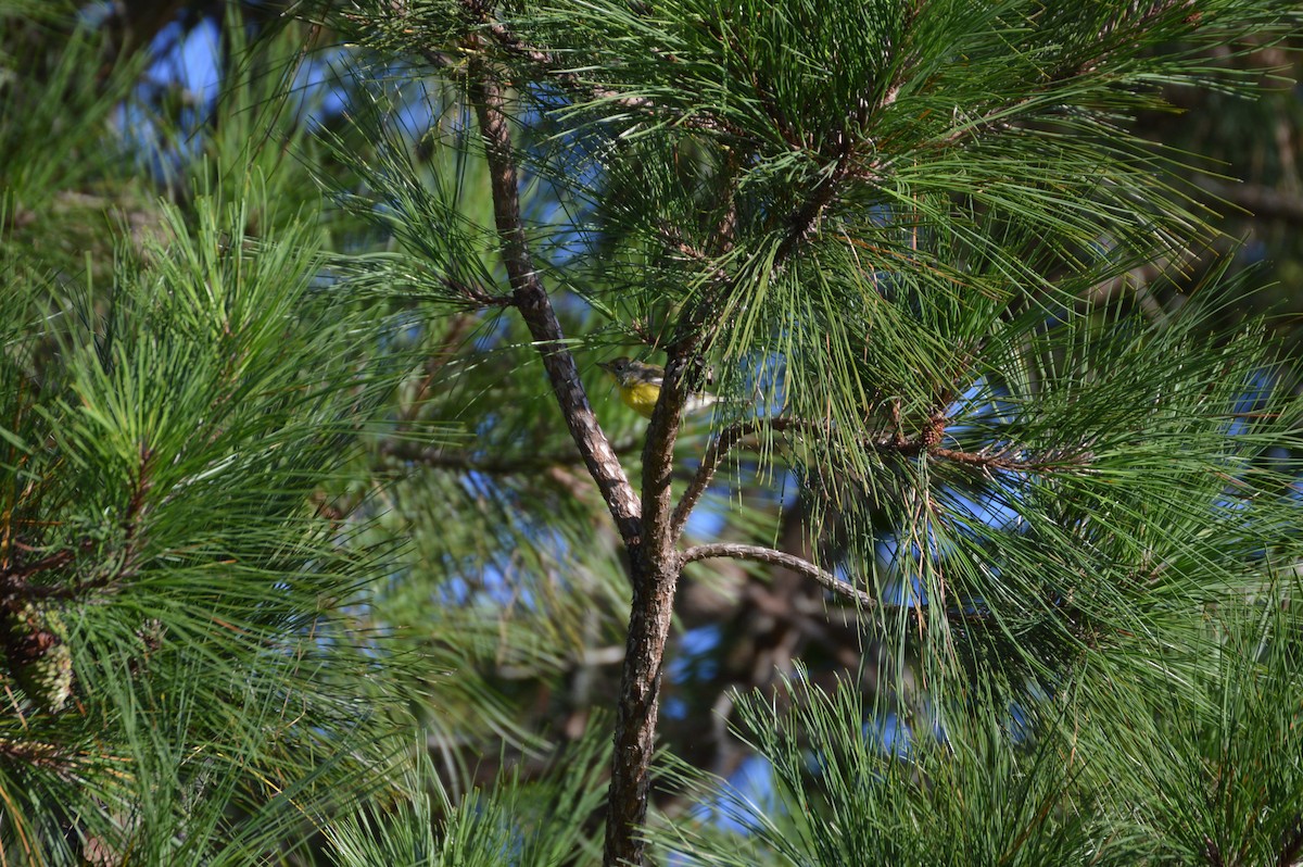 Pine Warbler - ML608367822