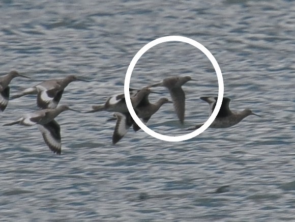 Greater Yellowlegs - ML608367850