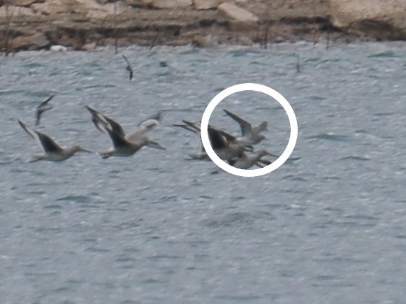 Greater Yellowlegs - ML608367851