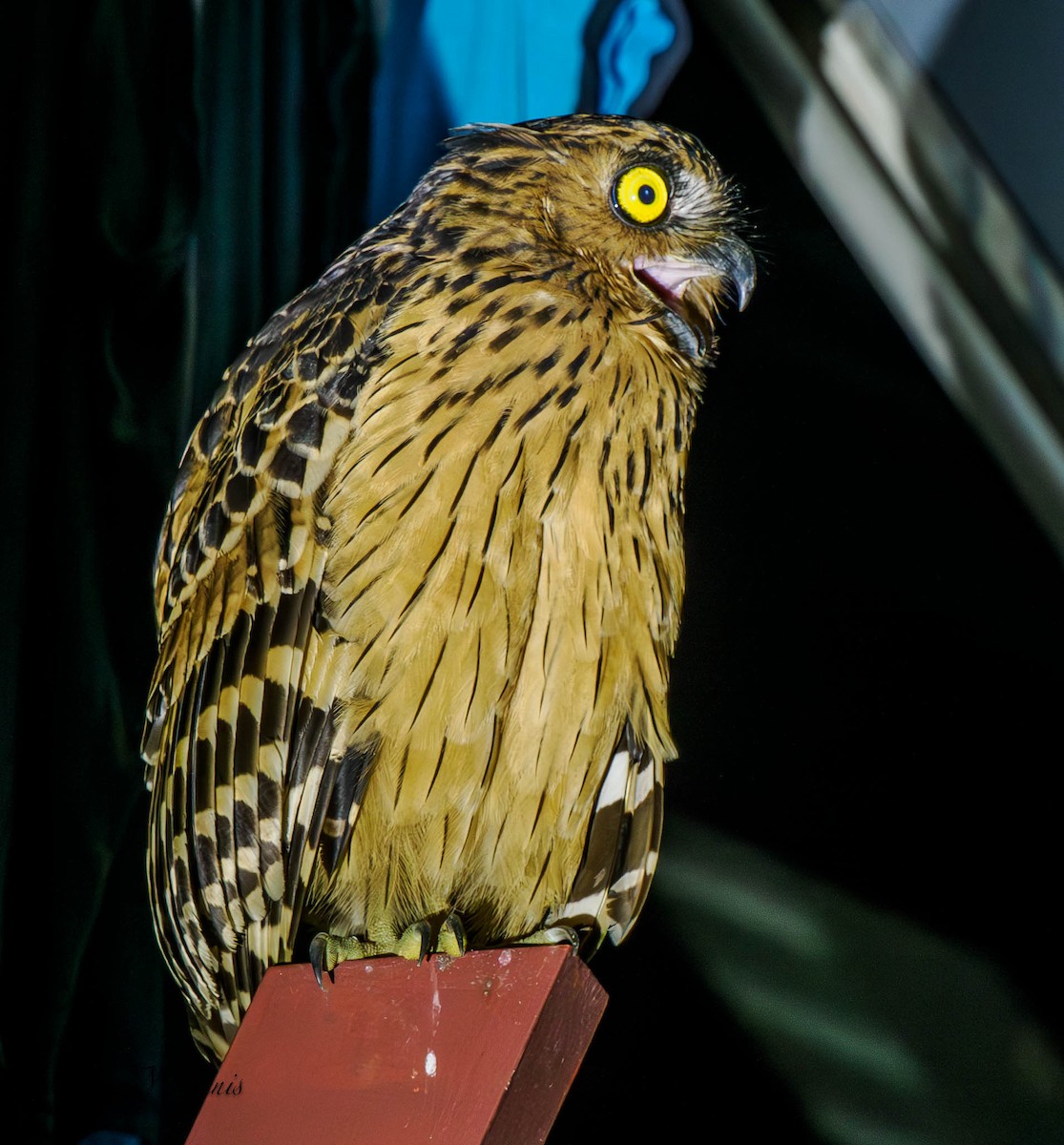 Buffy Fish-Owl - ML608367918