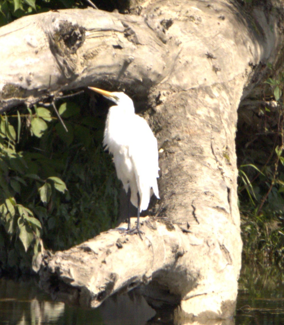 Great Egret - ML608368003