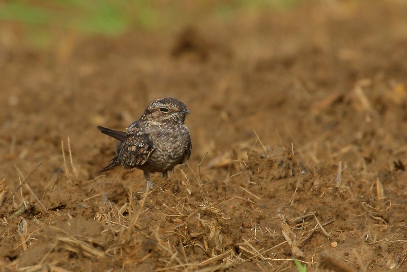 Common/Antillean Nighthawk - nigel lallsingh