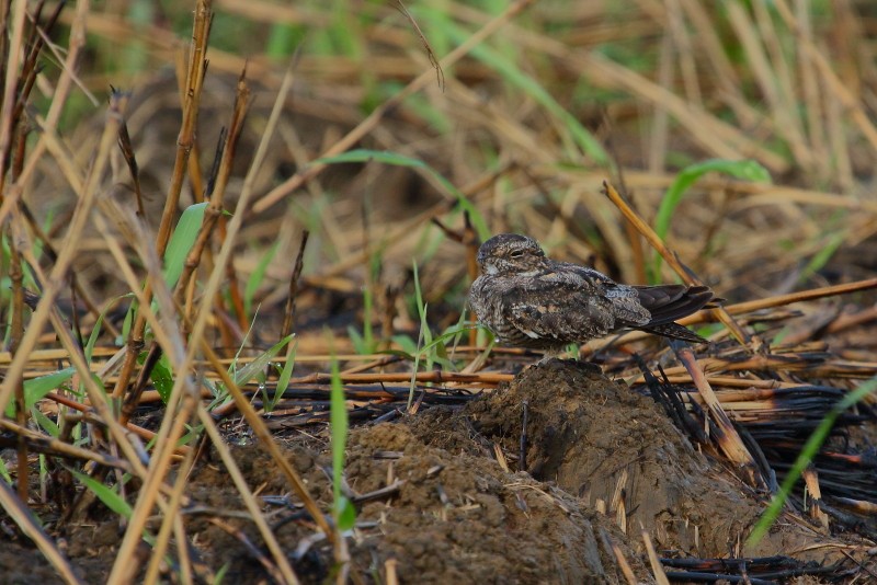 Common/Antillean Nighthawk - ML608368078