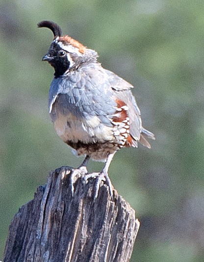 Gambel's Quail - ML608368142