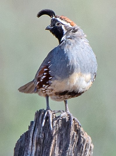 Gambel's Quail - ML608368143