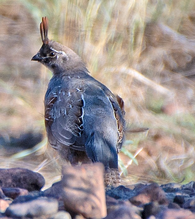 Gambel's Quail - ML608368146