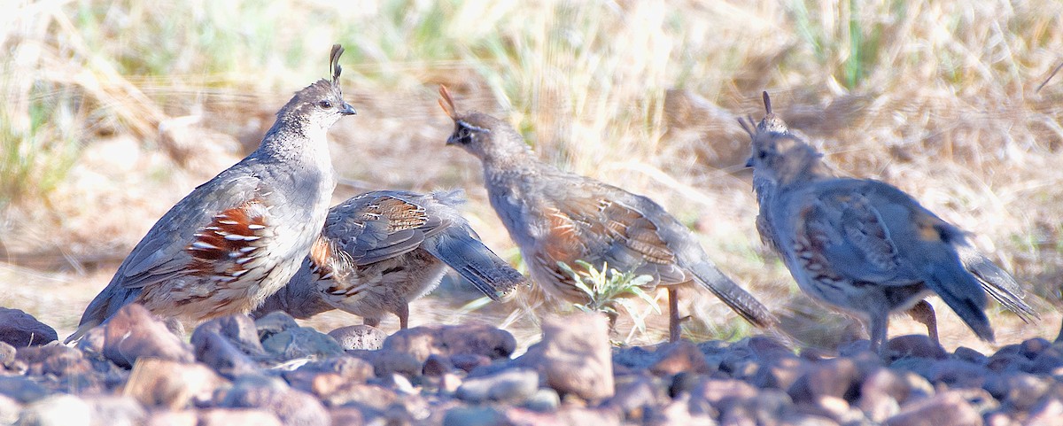 Gambel's Quail - ML608368147