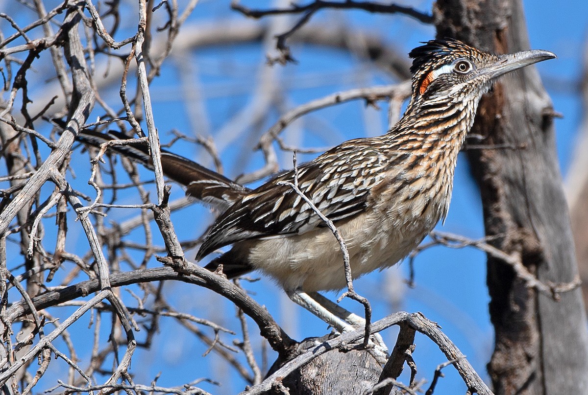 Greater Roadrunner - ML608368160