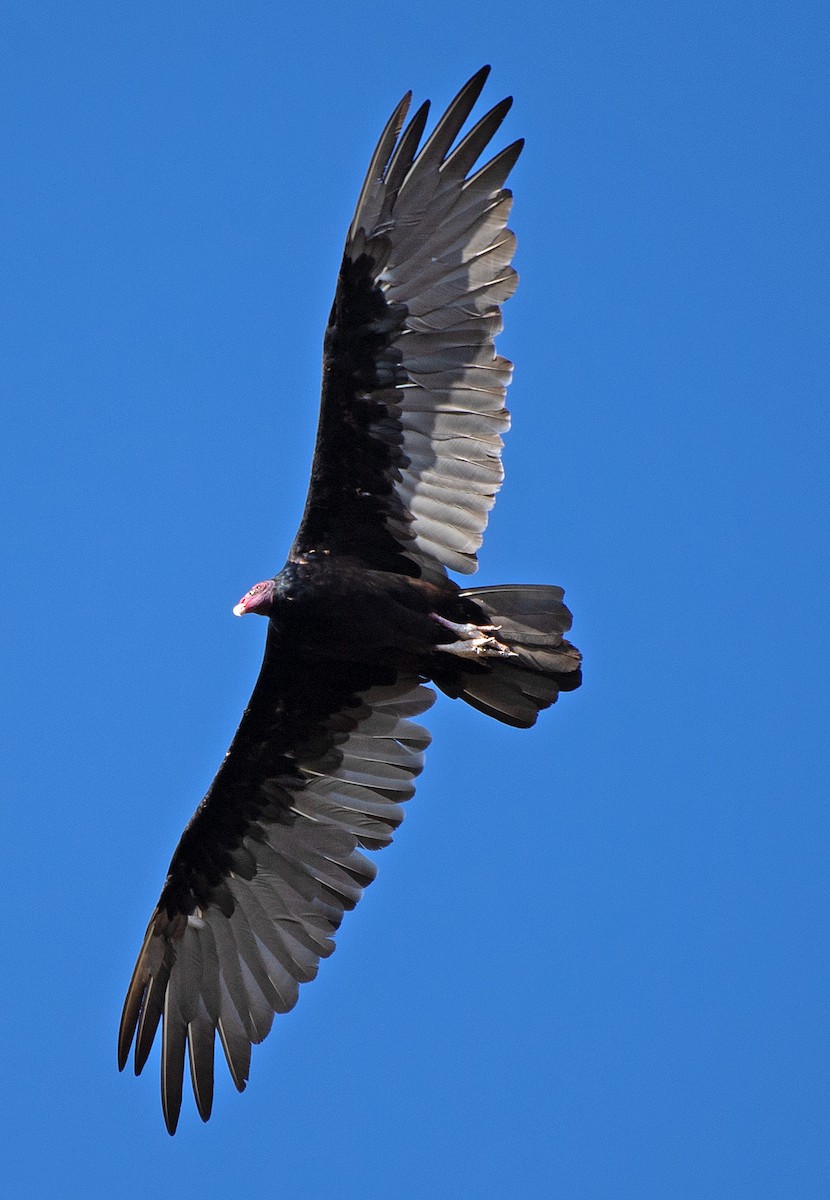 Turkey Vulture - ML608368174