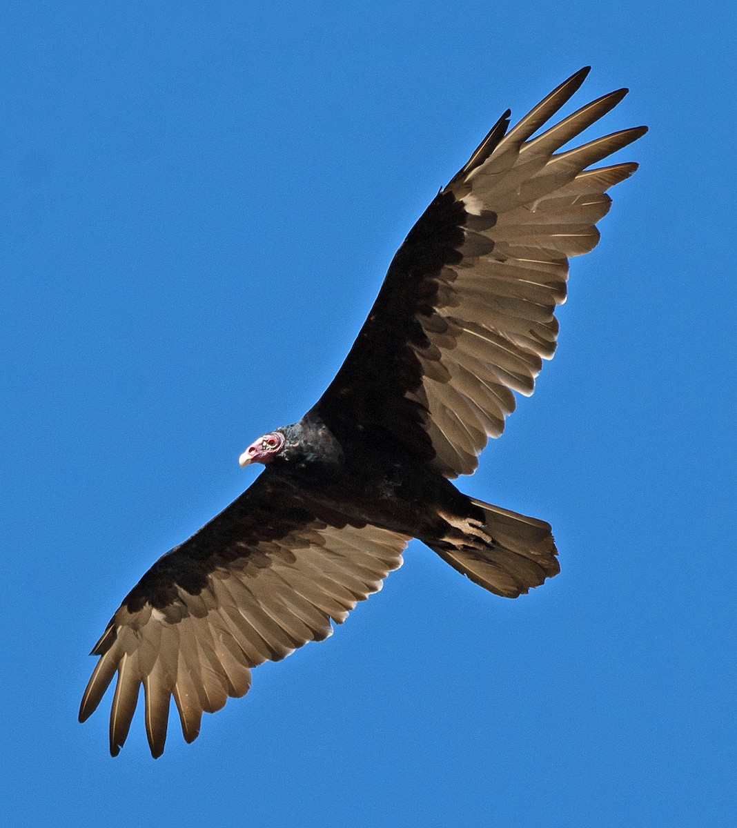 Turkey Vulture - ML608368184