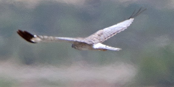 Northern Harrier - ML608368195