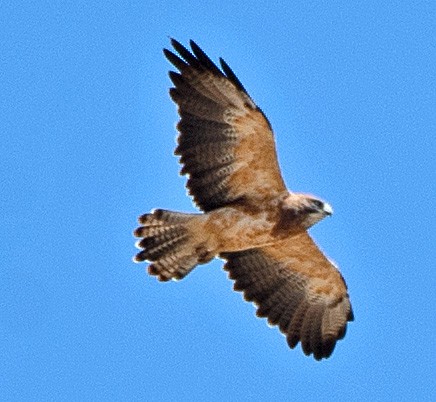 Swainson's Hawk - ML608368201
