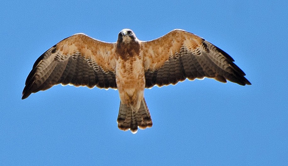 Swainson's Hawk - ML608368202