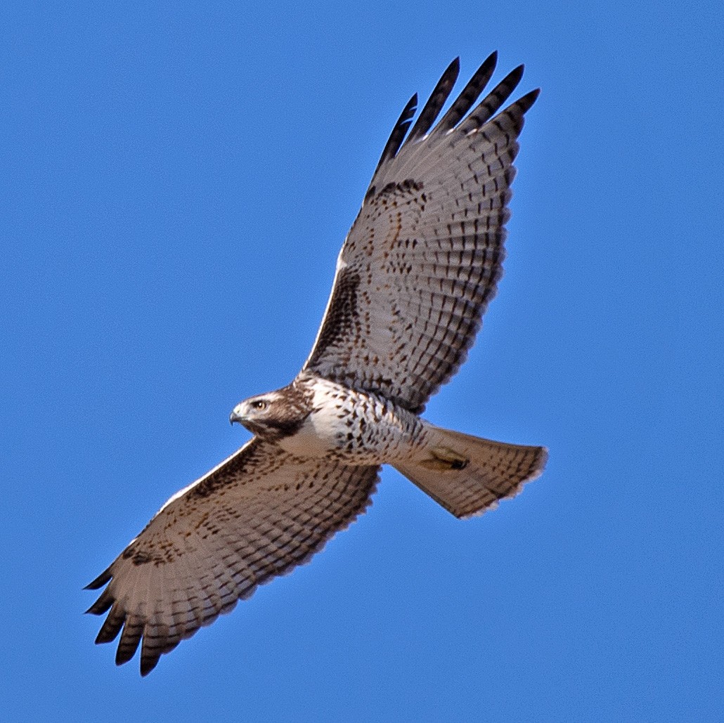 Red-tailed Hawk - ML608368215