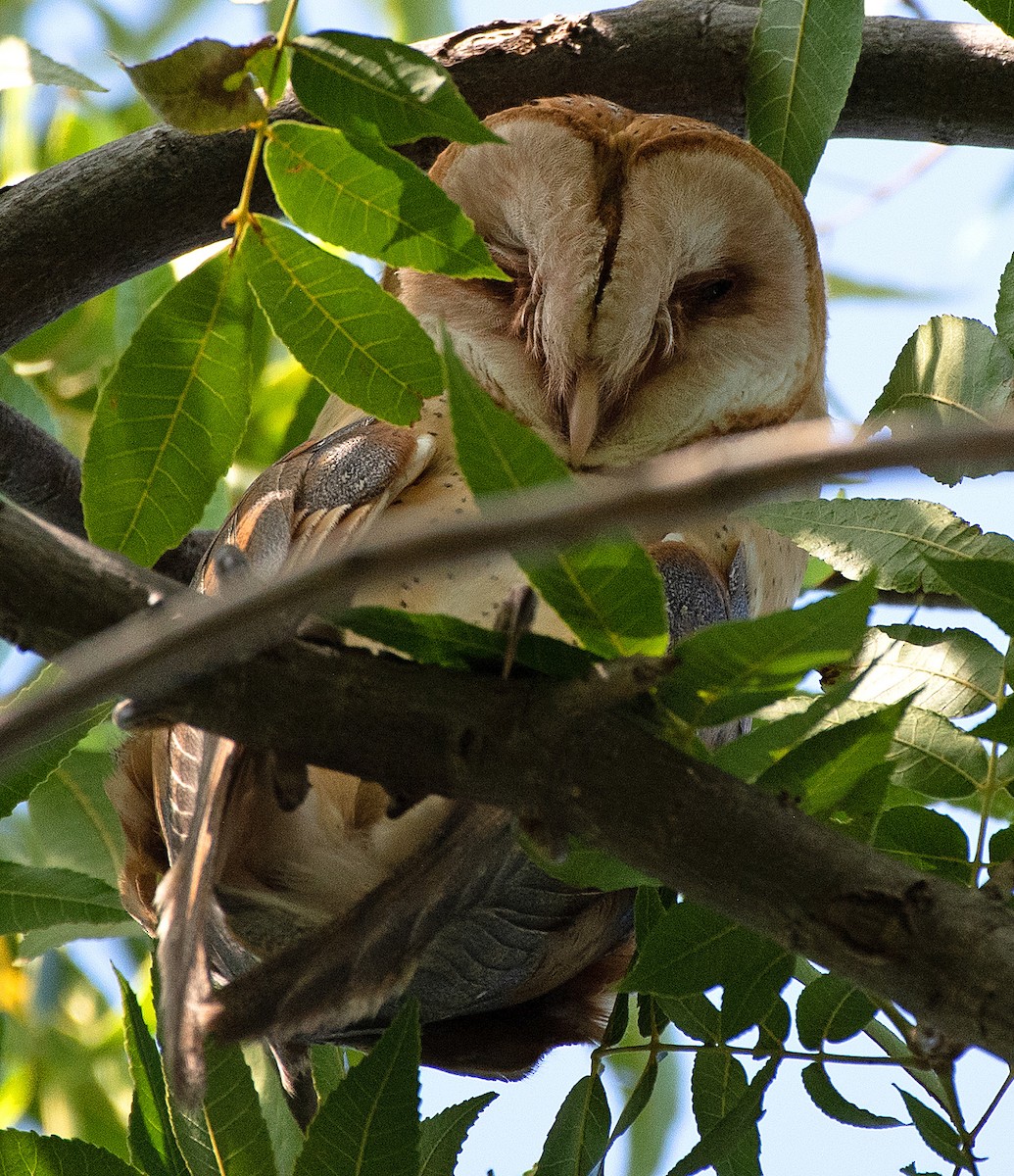 American Barn Owl - ML608368228