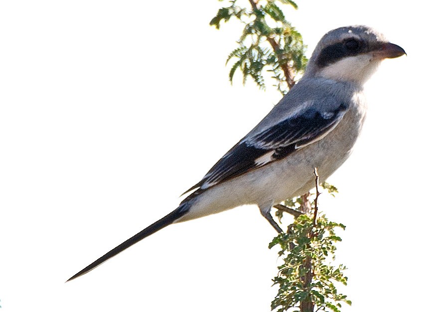 Loggerhead Shrike - ML608368247