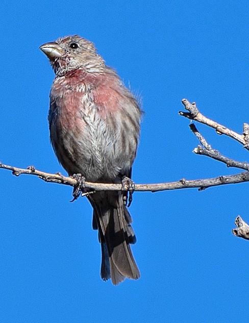 House Finch - ML608368259