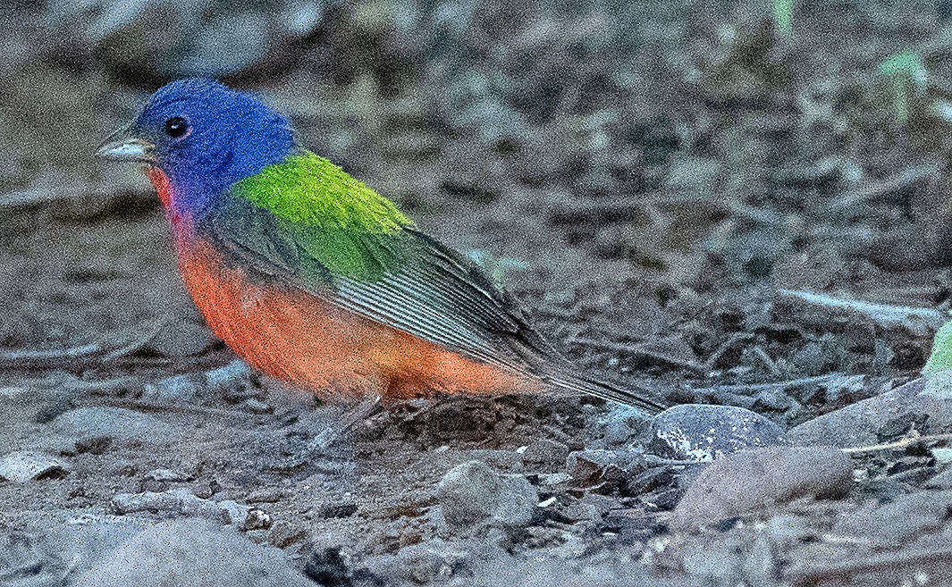 Painted Bunting - ML608368272