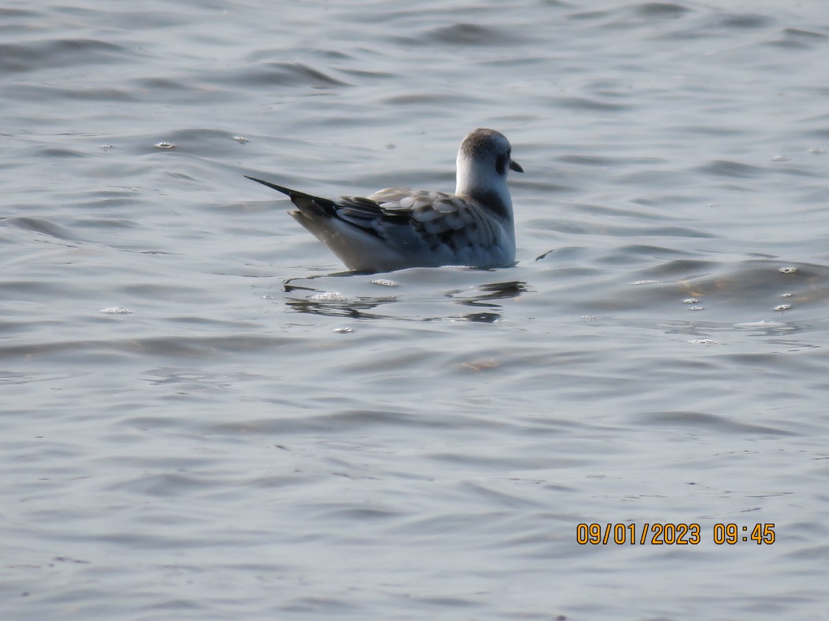 Bonaparte's Gull - Alain Robert