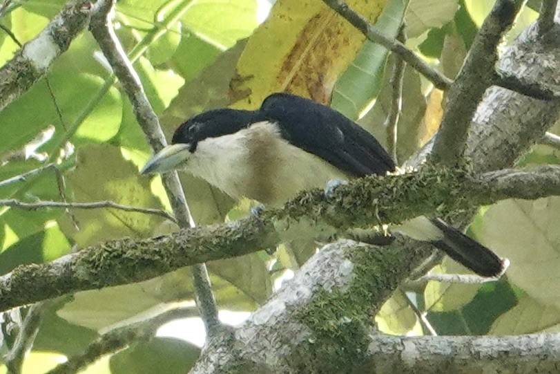 White-mantled Barbet - Richard Hall