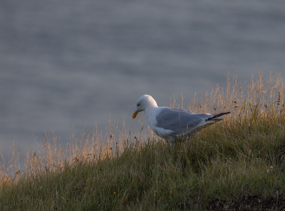 Herring Gull - ML608368381