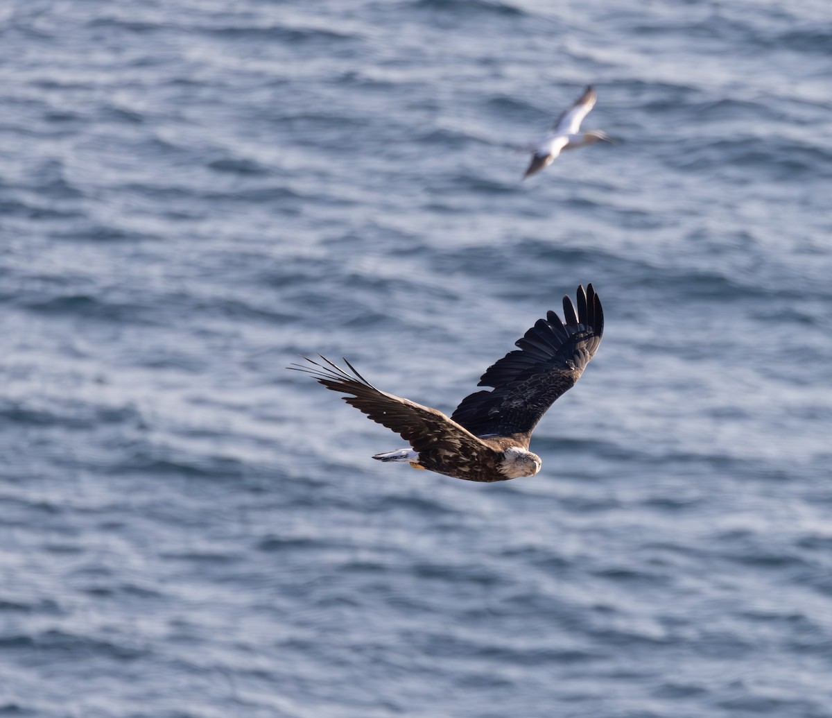 Bald Eagle - Sylvie Martel / Gaétan Giroux