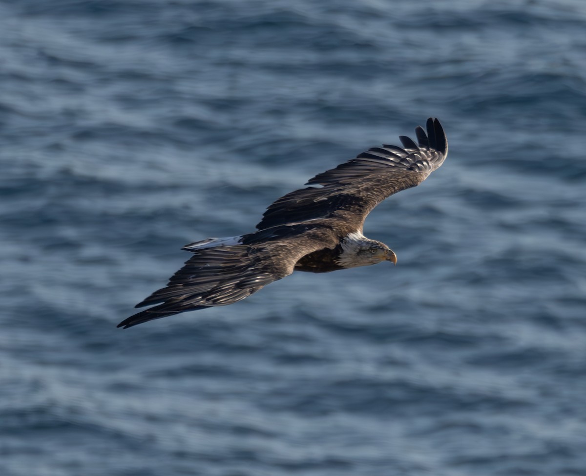 Weißkopf-Seeadler - ML608368416