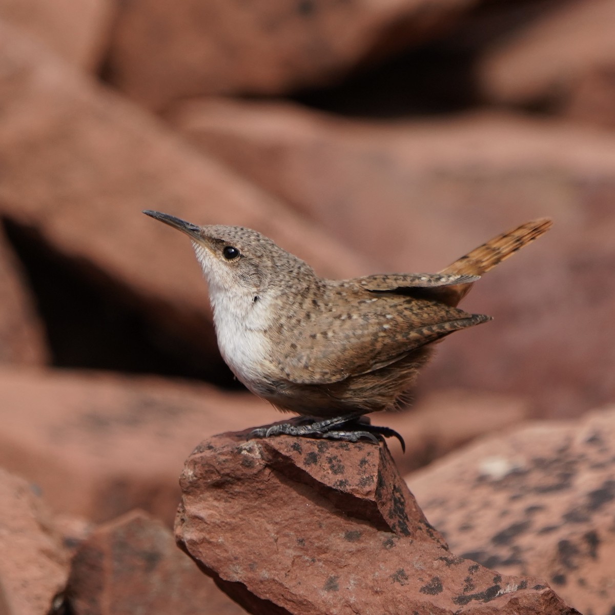 Canyon Wren - ML608368480