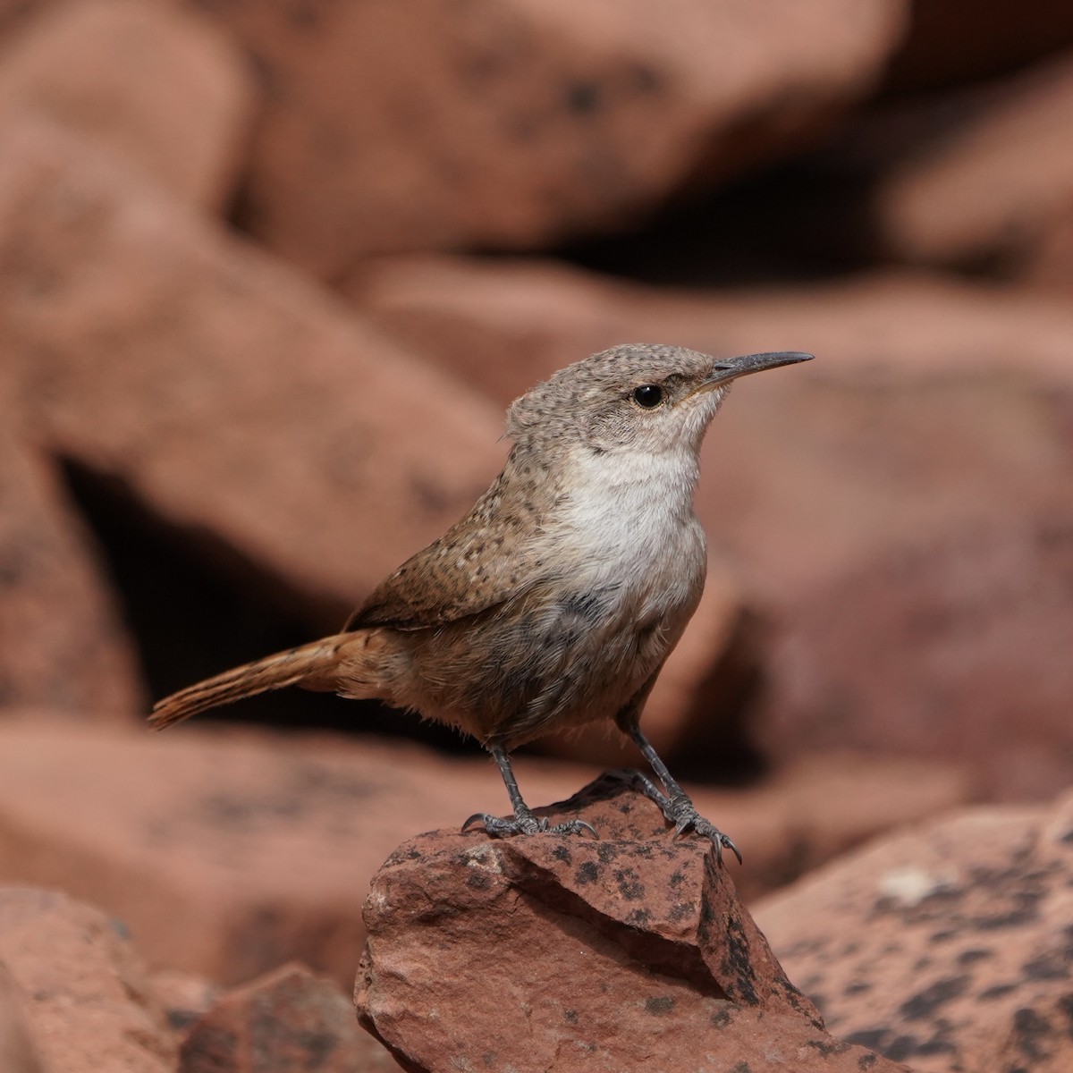Canyon Wren - ML608368481