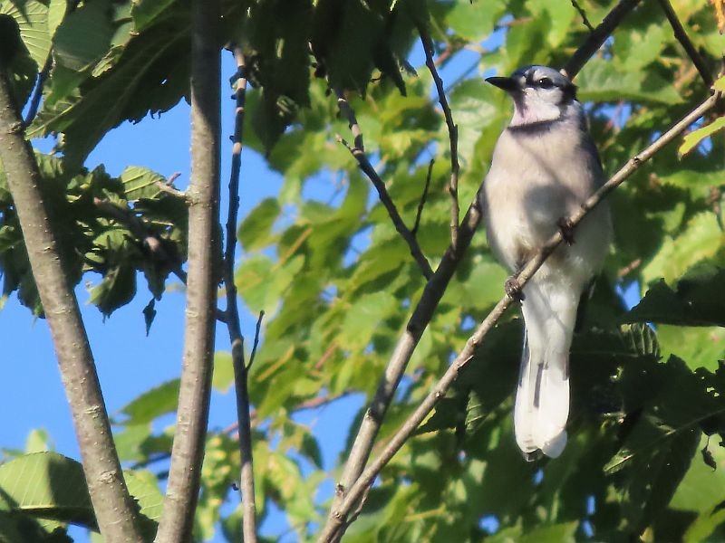 Blue Jay - ML608368486