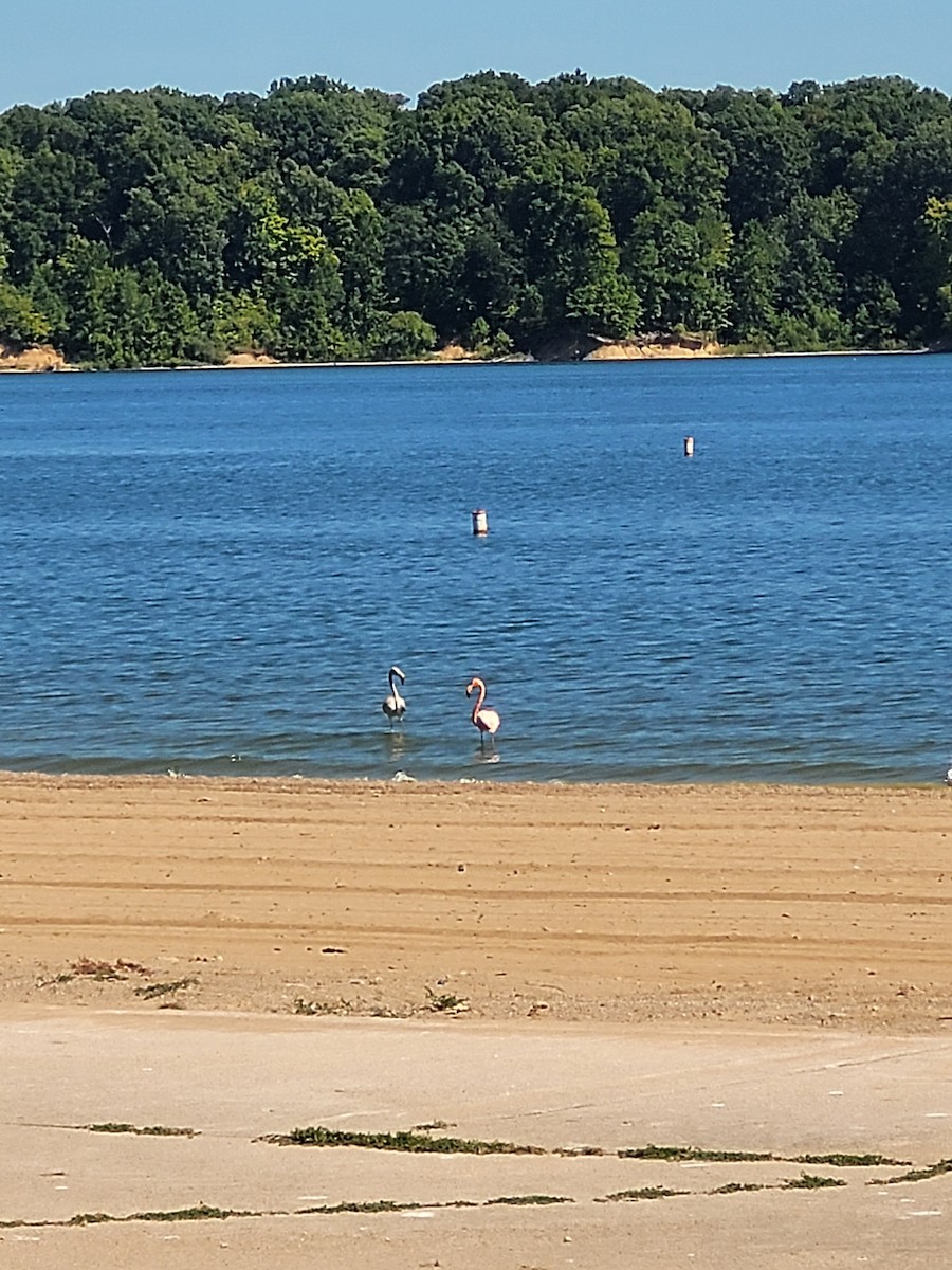 American Flamingo - ML608368500