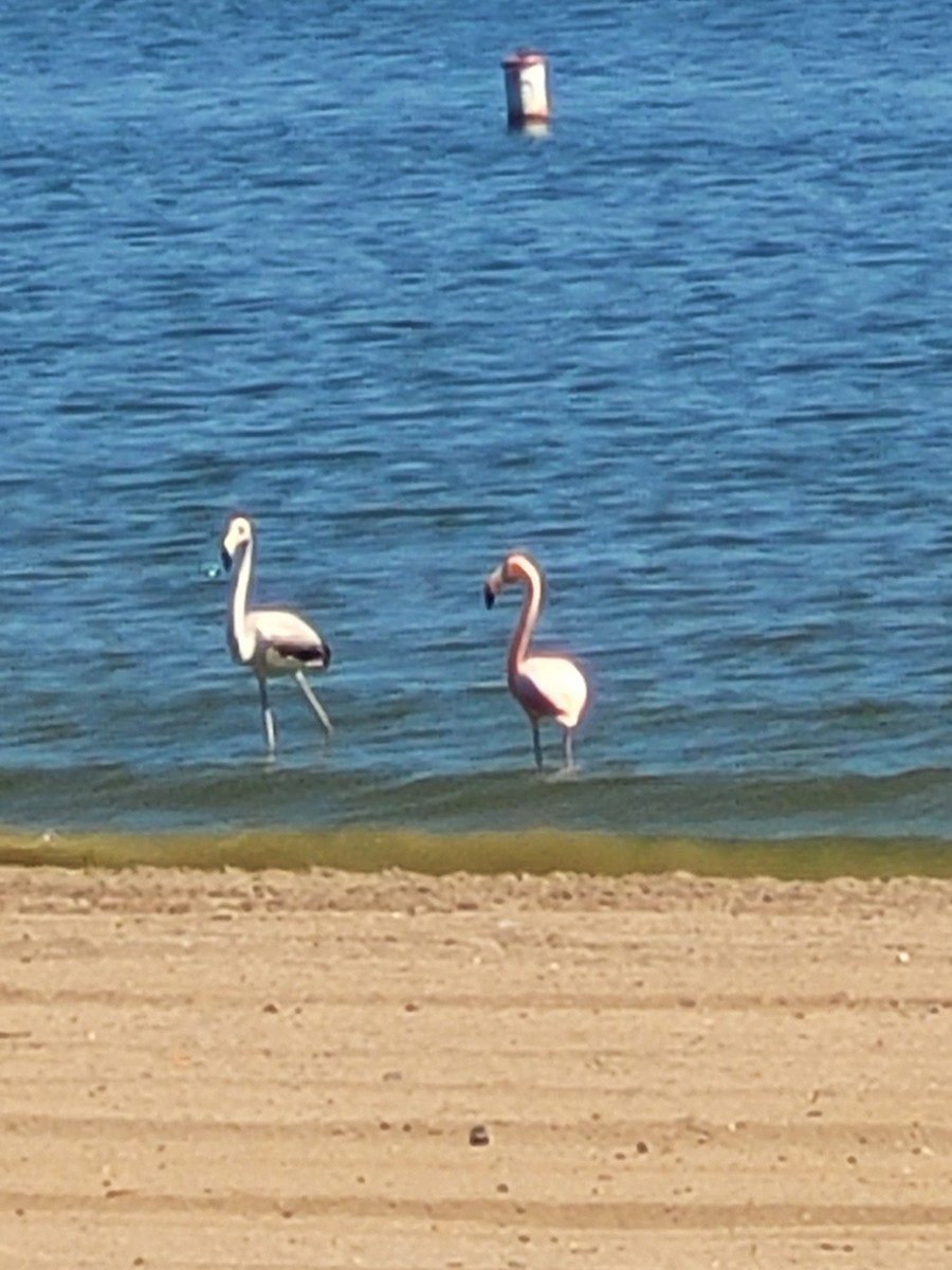American Flamingo - ML608368501