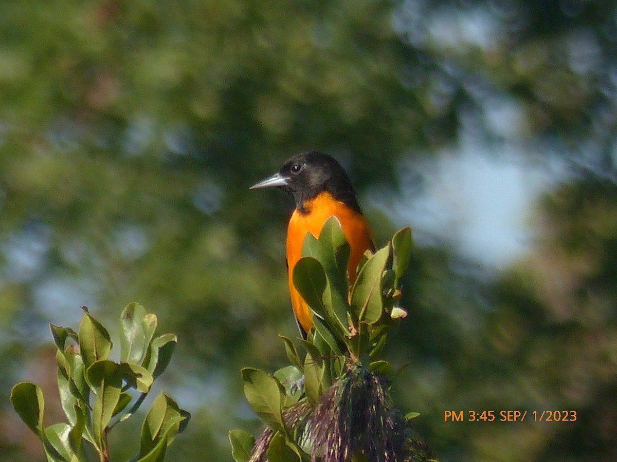 Baltimore Oriole - ML608368627