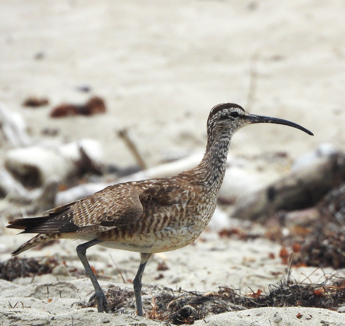 Whimbrel - ML608368654