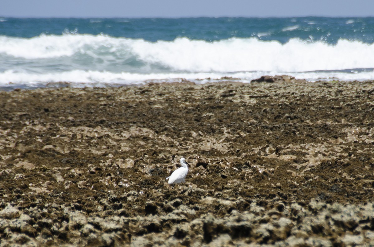 Snowy Egret - ML608368786