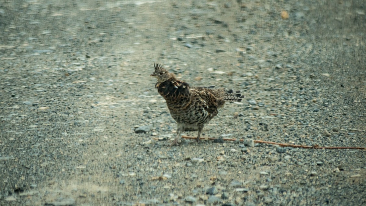 Ruffed Grouse - ML608368818