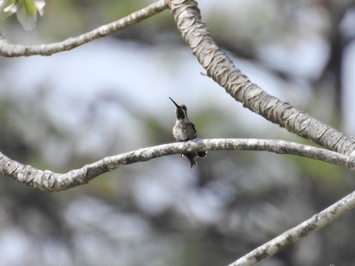 Plain-capped Starthroat - ML608368819