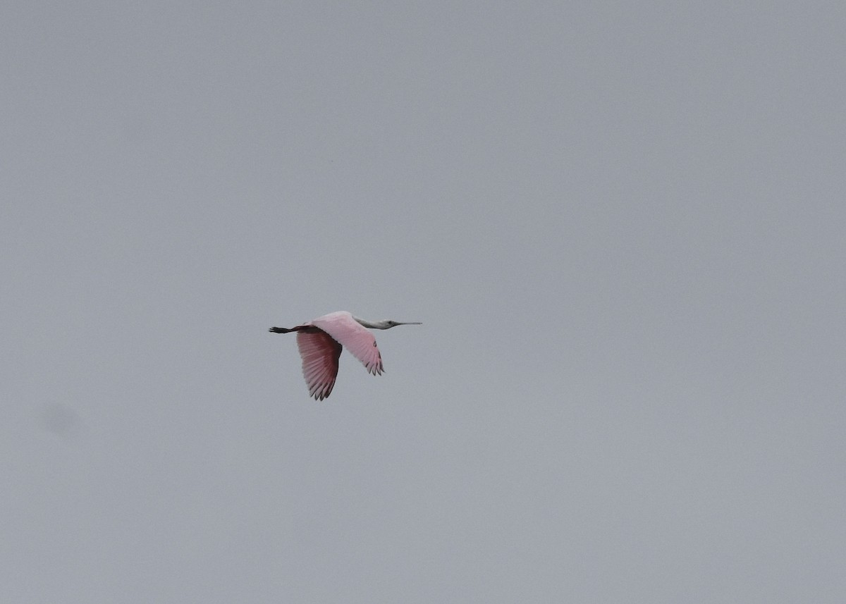 Roseate Spoonbill - Erin Foster