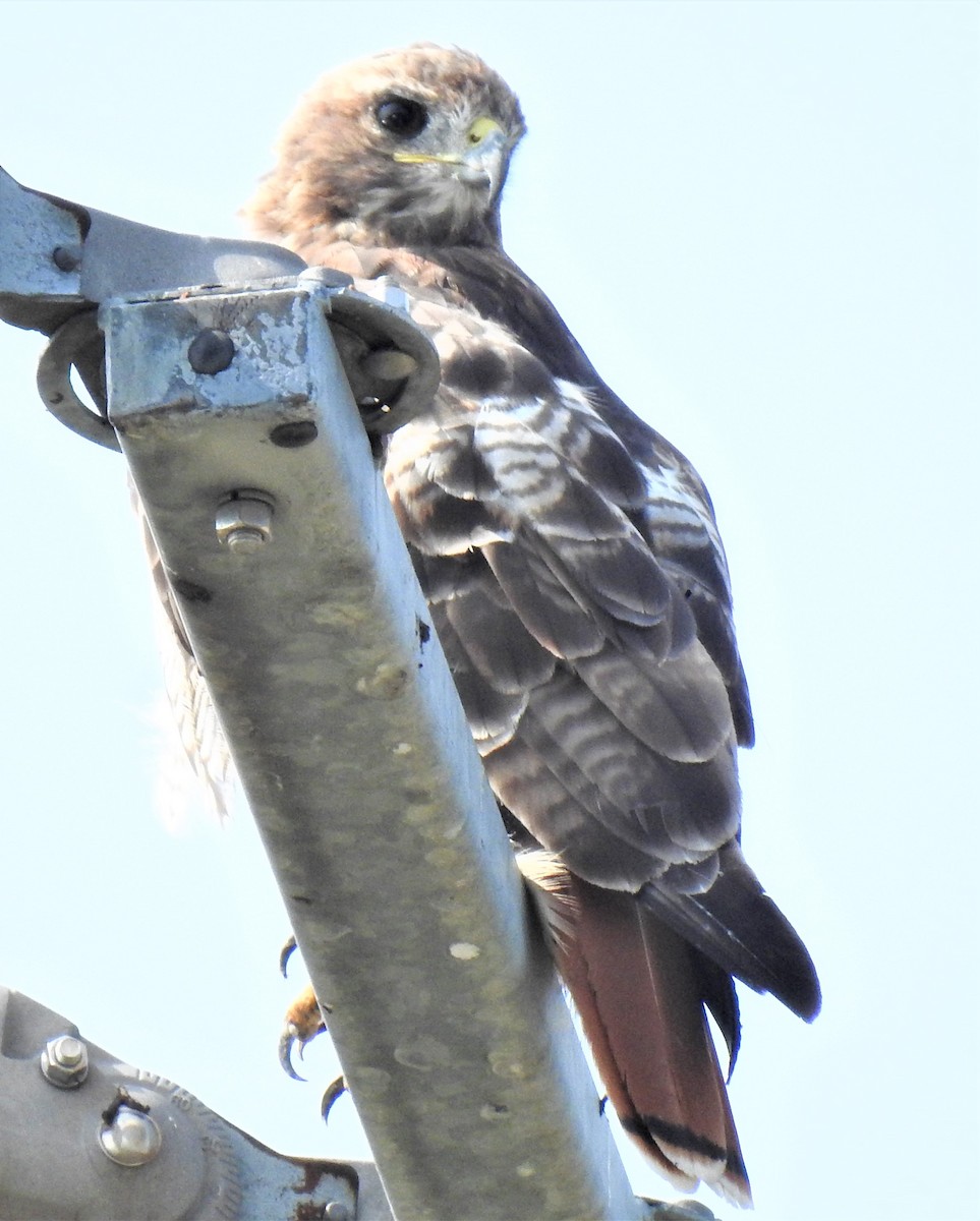 Red-tailed Hawk - ML608369362