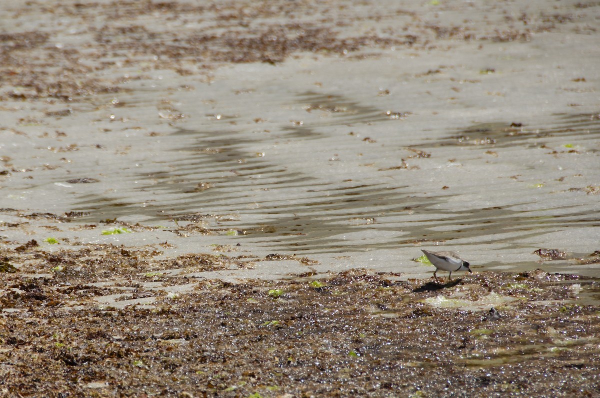 Semipalmated Plover - ML608369386