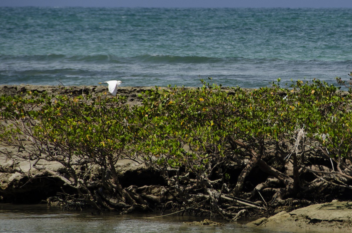 Snowy Egret - Karen Naomi Okawa